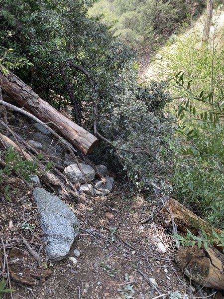 First major fallen tree obstacle near top