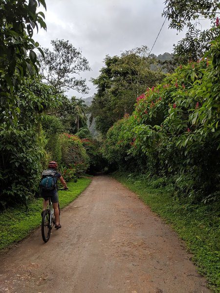 Riding down the road past flowers and in to the canopy