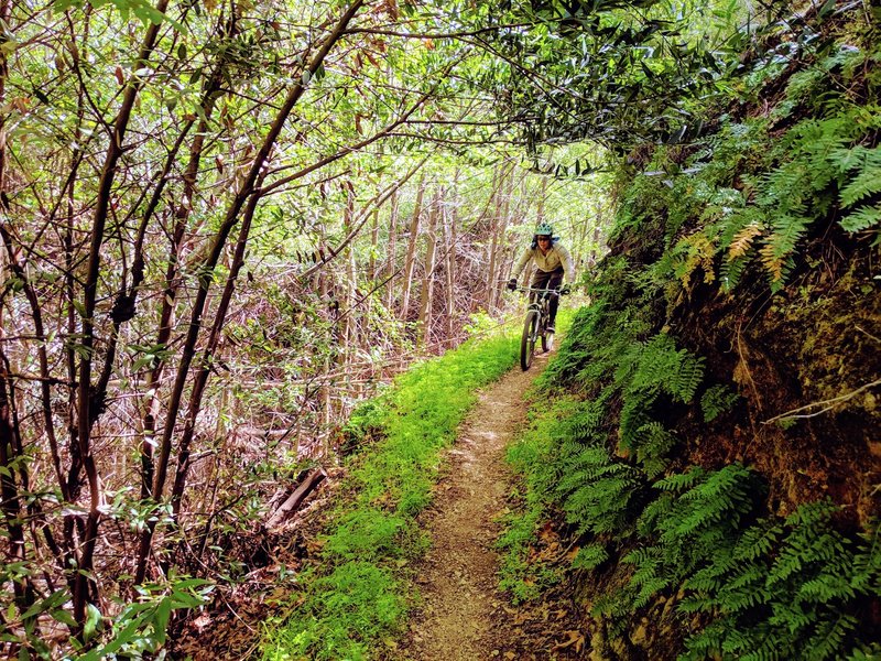 Lush ferns and young, post-fire growth disguise the narrow bench and steep exposure in the Long Canyon section of the Gabrielino