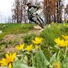 Balsamroot on Simple Tools