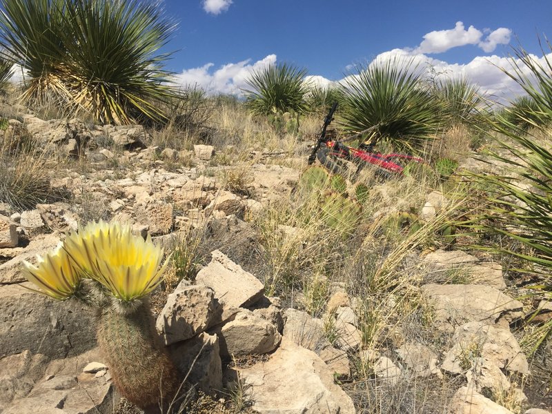 Cacti are blooming in April.