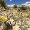 Cacti are blooming in April.