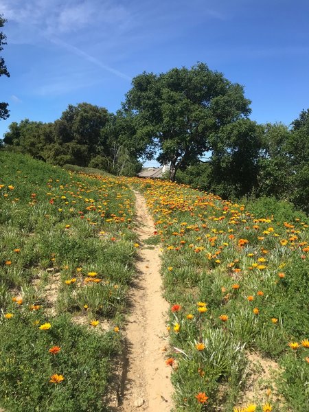 Just before the Calabasas end of the Topanga-Calabasas Connector