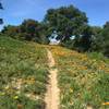 Just before the Calabasas end of the Topanga-Calabasas Connector