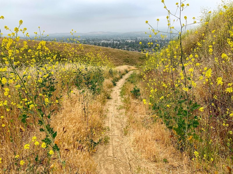 Lot of mustard on the trail