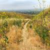 Lot of mustard on the trail