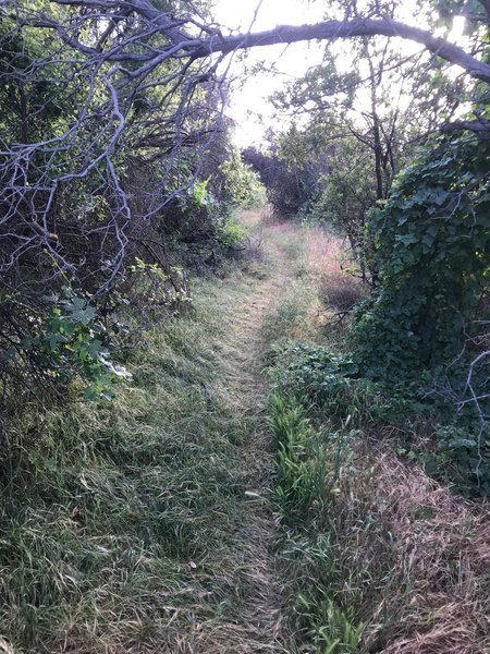 Towards the top of the Topanga-Calabasas Connector trail as it descends through trees and vegetation.