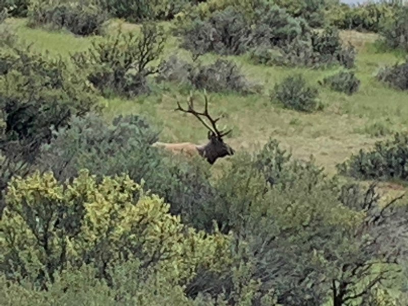 This is the Elk target off of Shaw Mountain Road just past the turn off now closed to mountain bikes.