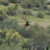 This is the Elk target off of Shaw Mountain Road just past the turn off now closed to mountain bikes.