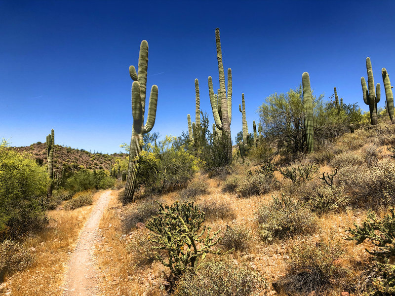 Trail through the desert landscape