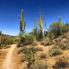 Trail through the desert landscape