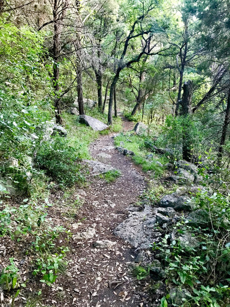 Hurst Hollow Trail heading back towards Hamilton Greenbelt I Trail