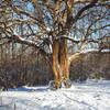 Winter Fatbiking - stopped to take picture at huge Osage Orange Tree