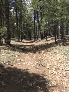 It gets slightly hilly towards the end.