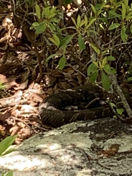 Watch out for rattlesnakes - on top of Black Mountain view point.