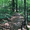 Fern beds on West Wimba