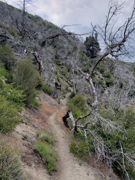 Bees are swarming in a tree here, be careful not to aggravate them, their hive is located in a dead tree.