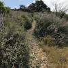 Looking up the middle section of the Topanga-Calabasas Connector trail.