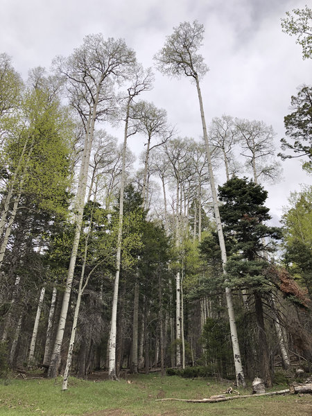 Great spot for lunch, just shy of the top of the ride, tall aspens & nice meadows.