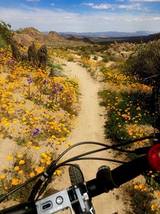 Wildflowers