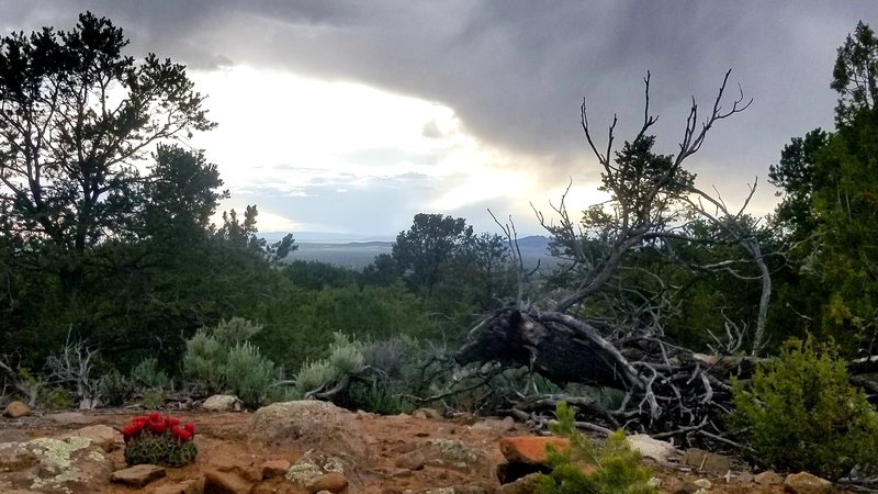 Along the singletrack in the evening