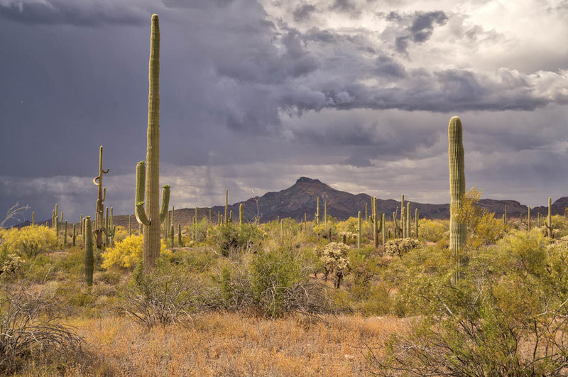 A thunderstorm rumbles across the desert