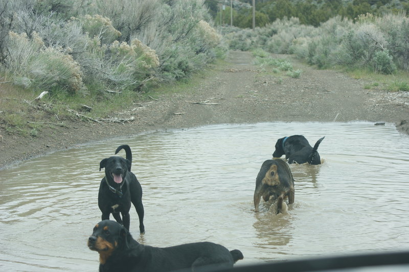 cool down on HOP ride. Hey its the desert don't count on this puddle being on your ride