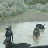 cool down on HOP ride. Hey its the desert don't count on this puddle being on your ride