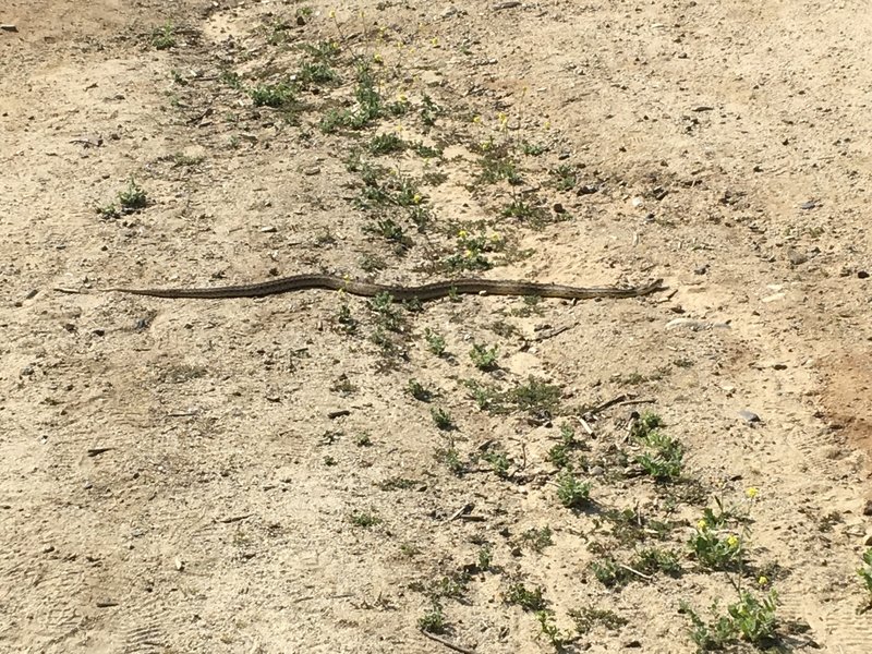 Snake on Four Corners near Toyon Park turnoff.
