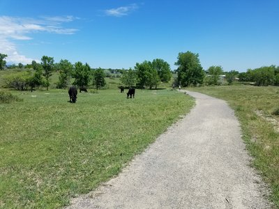Open range cattle, moooo.