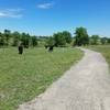 Open range cattle, moooo.