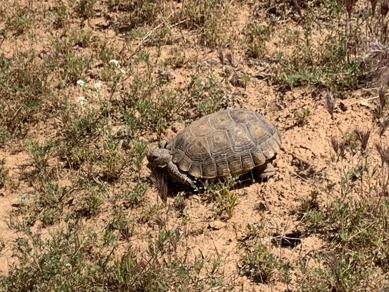 Desert tortoise along the trail