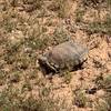 Desert tortoise along the trail
