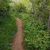 Climbing up Rattlesnake Gulch trail on the east side of Deer Creek canyon Rd