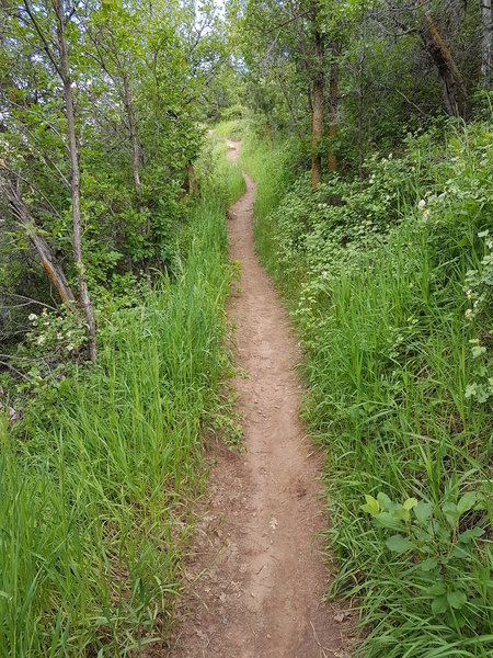 Climbing up Grazing Elk trail just after the road crossing