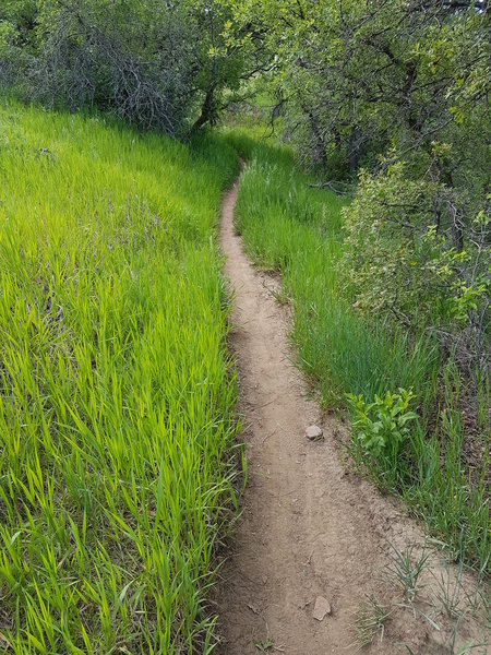 Passing through a small ravine on Grazing Elk trail