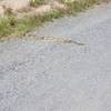 Local resident sunning itself on the path.