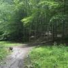 Intersection of Kinzua Point going straight, Blacksnake trail exit, and Devil's Drop trail up to the right.