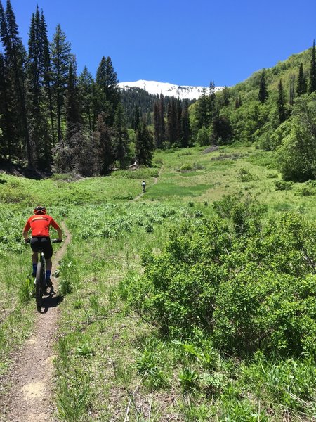 Headed towards Bicentennial Trail with Ben Lomond in the background.