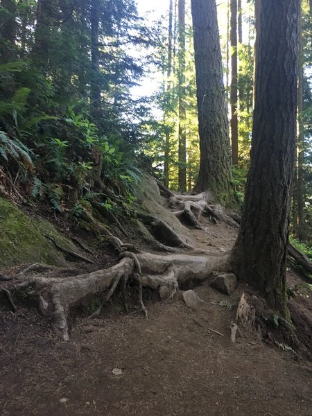 The big root roll on Northwest Timber