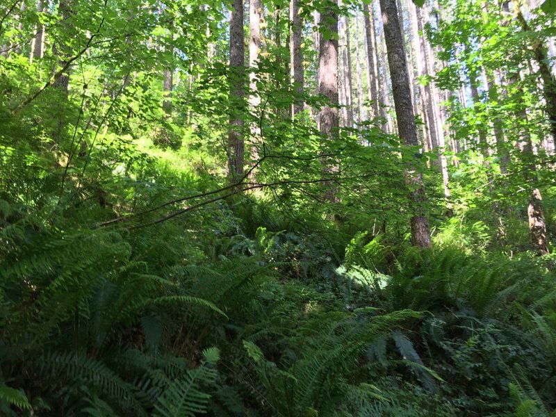 Enjoying the forest view.