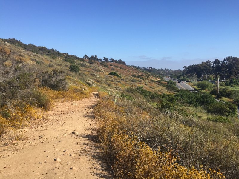 Singletrack in Florida Canyon, looking south.