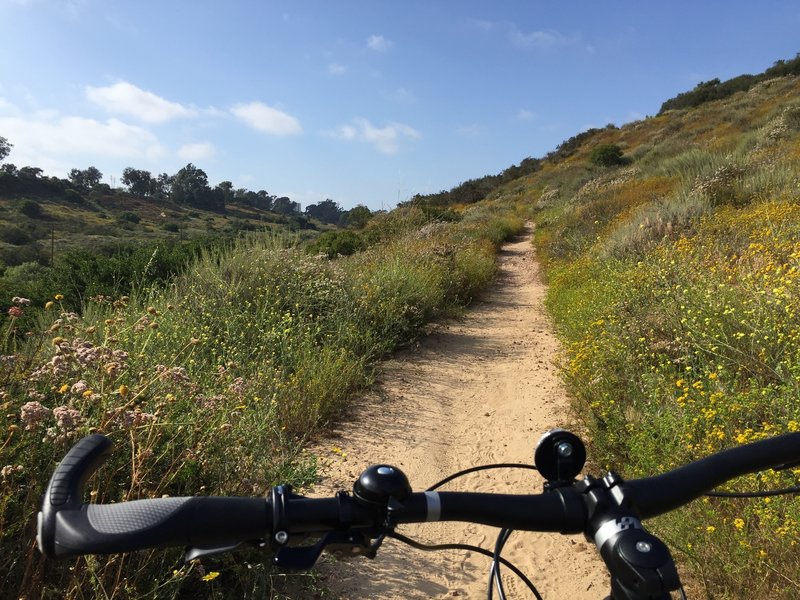 Florida Canyon singletrack, looking north.