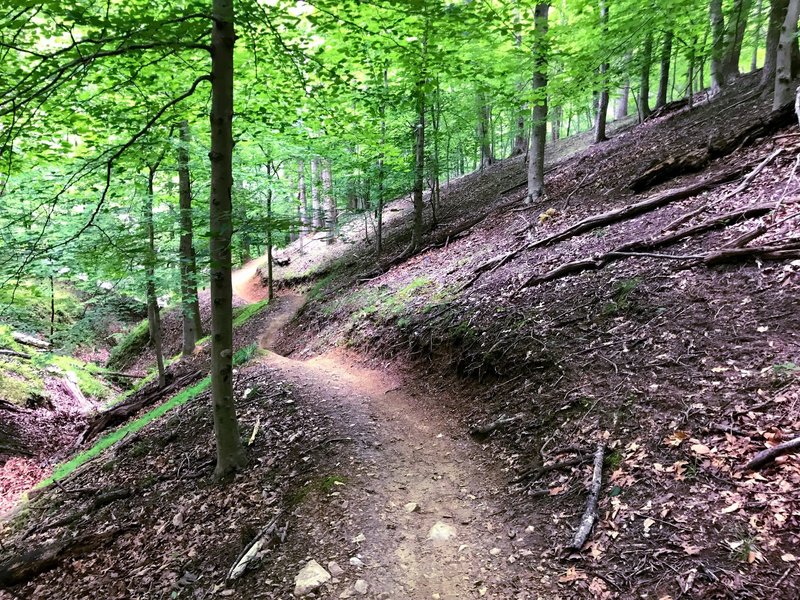 Awesome flowing, fast trail