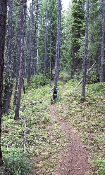 Flowing section near top of singletrack ... but steeper than it looks!