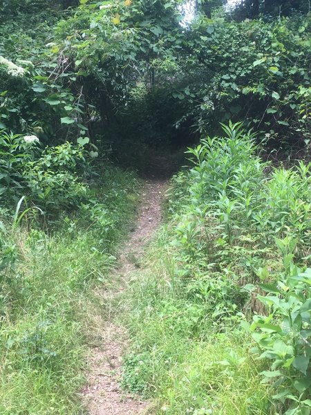 On the west side of the trail approaching the uphill.