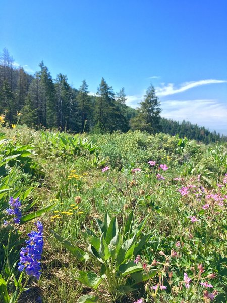 Fields of flowers towards the top