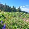 Fields of flowers towards the top