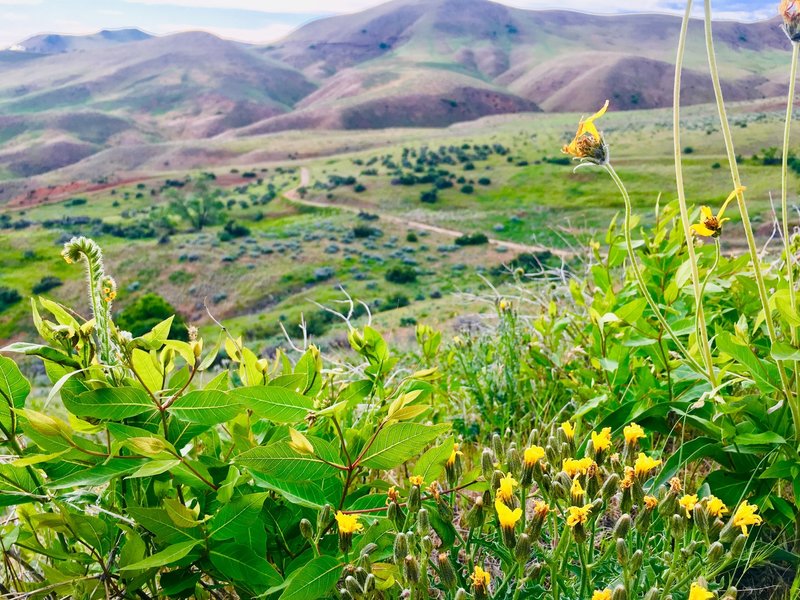 Gorgeous late May blooms on a quiet trail.