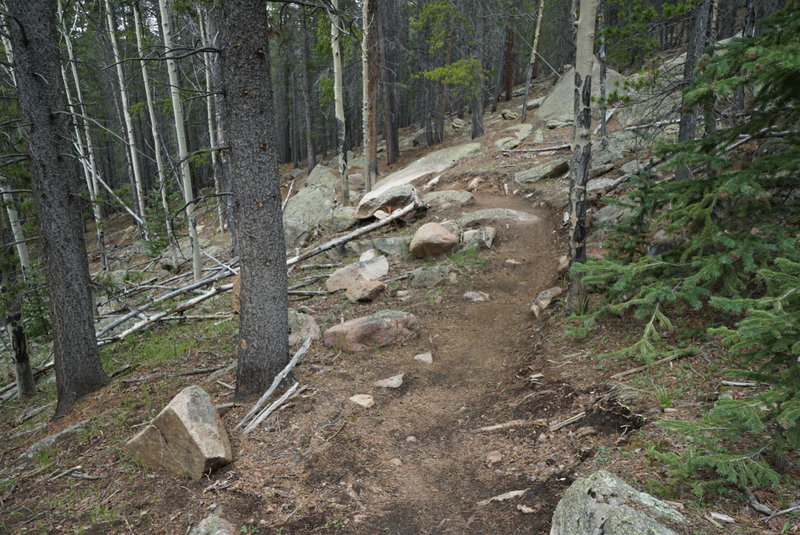 Trail is in great shape!